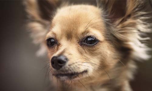 Pour l'obligation des tests ADN avec lien de filiation pour les chiens LOF