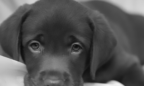 De lourdes peines de prison pour les zoophiles !