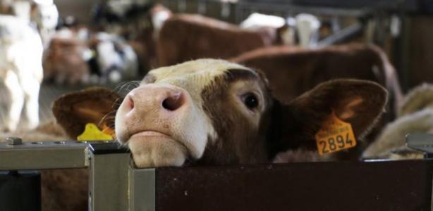 Non à la Ferme-Usine des 800 Veaux de St Gilles !