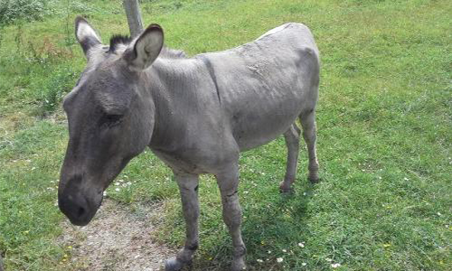 Pour améliorer les conditions de vie du petit âne !