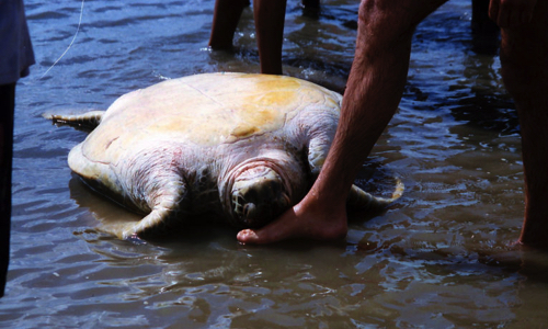 Pour plus de protection à Mayotte : des braconniers décapitent des tortues !