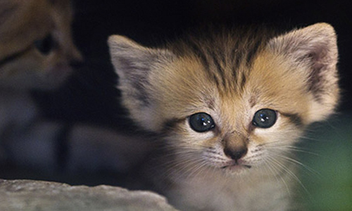 Sauvons les petits chatons et leur maman dans une école, ils sont en danger !
