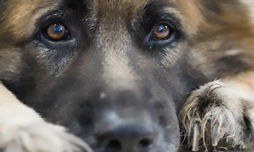 Urgent : sauver Cyra mâle Berger Allemand battu qui risque l'euthanasie !