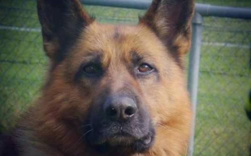 Non à l'euthanasie du chien battu et affamé qui a tué sa maîtresse !