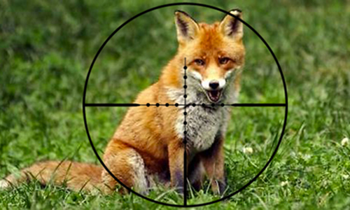 Arrêtons la chasse aux renards !