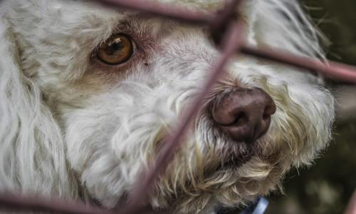 Lutte contre l'abandon des animaux