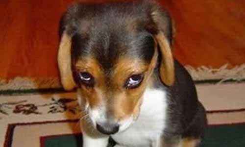 Sauvons le petit chien des mains de son tortionnaire !