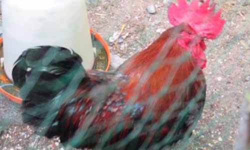 Il faut sauver Maurice le coq de l'île d'Oléron