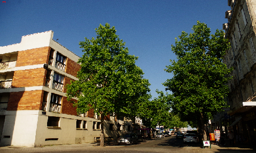 Non à l'abattage des tulipier de Virgine (Liriodendron tulipifera)