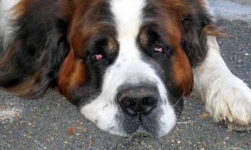 Sauvons le Saint-Bernard du Pas-de-Calais !