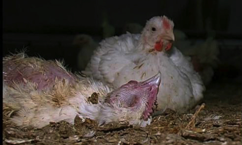 Stop au poulailler industriel de Chalamont (39.990 poulets) !