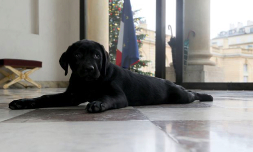 Proposez un chien au Président pour l'Elysée !