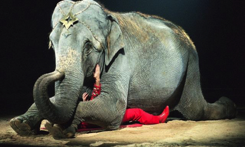 Non à la présence d'animaux à Longuenesse générosité (cirque)
