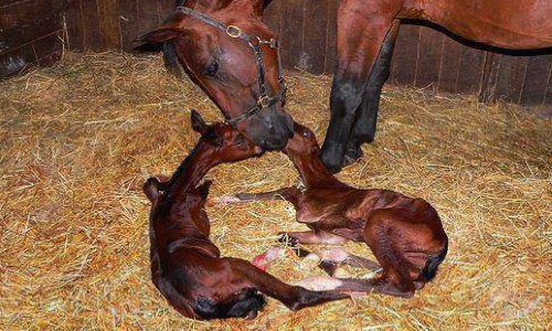 La cause animale : une priorité absolue