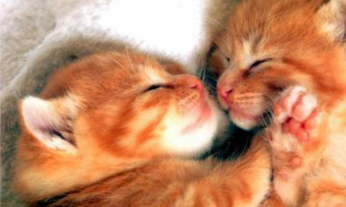 Justice pour la tentative de noyade des chatons !