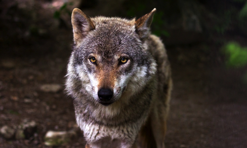 Stop au massacre des loups