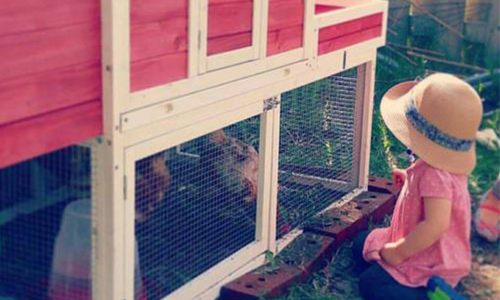 Oui aux poules urbaines à Rouyn-Noranda