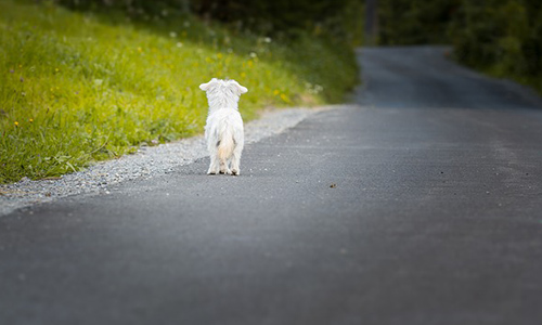 Demande d'Inscription de la Protection des Animaux dans la Constitution Française