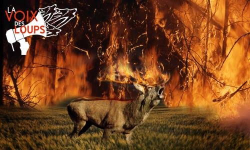 Moratoire pour stopper immédiatement la chasse en région PACA et Haute-Corse.