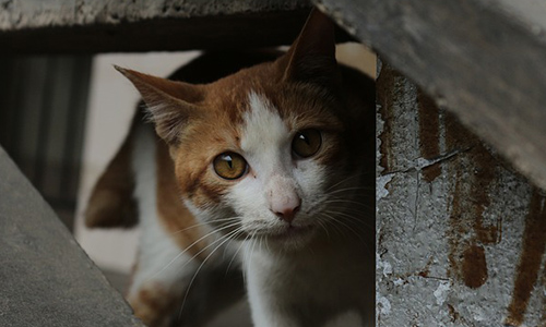 Oui à la convention avec 30 millions d’amis pour la stérilisation des chats errants sur la commune