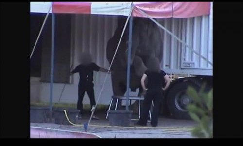 Les Services Vétérinaires doivent interdire la venue de la famille Folco et de ses éléphants en France.