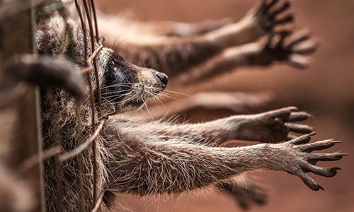 Sauvons nos ami(e)s de la cruauté humaine !