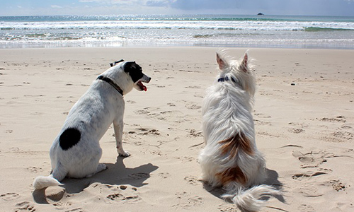 Oui aux plages pour chiens : arrêt des interdictions massives de nos amis à 4 pattes en vacances !