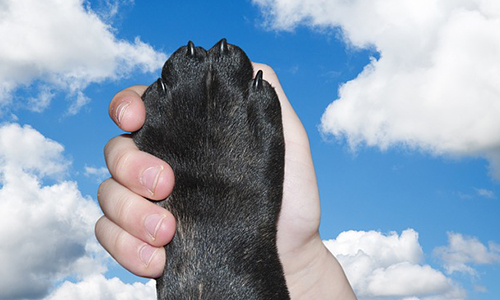 Pour de meilleures conditions de vies pour les animaux