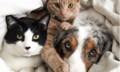 Alimentation animale : pour le respect des règles sanitaires et nutritionnelles édictées par l'UE