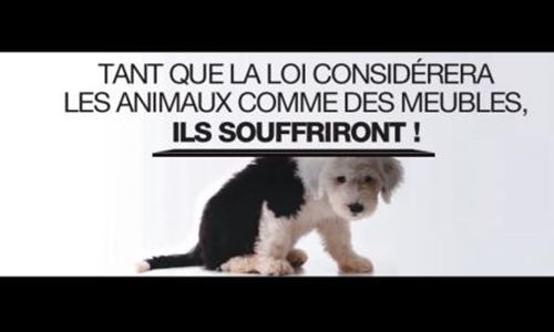 Stop à la maltraitance animale