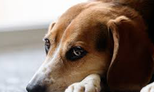 Sanctions pour l'homme qui a trainé son chien derrière sa voiture (Ardennes)