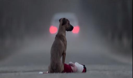 Pour l'amour des animaux !