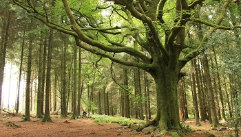 La forêt de Brocéliande est menacée !