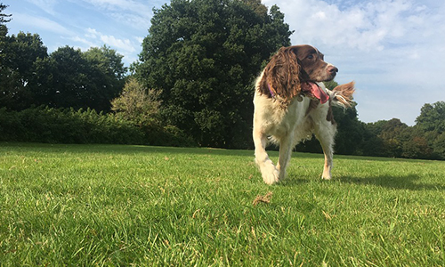 Pour un parc à chiens accueillant