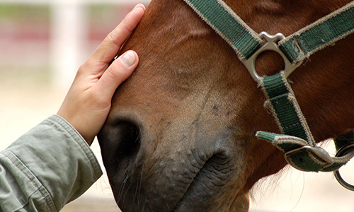 Des vétérinaires équins pour l'Abitibi et les régions éloignées du Québec et ça presse !