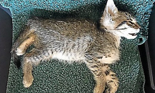 Que la vérité éclate  : qui a empoisonné plus de 400 chats à Saint-Pierre-la-Mer