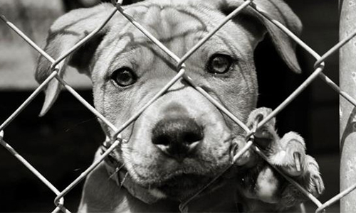 Appel à une vraie justice pour les animaux