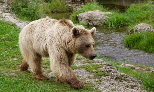 Aidons à la création du centre d’interprétation pour l'ours Logo !