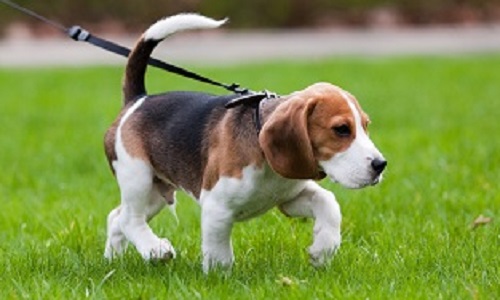 Non à l'arrêté obligeant la tenue en laisse des chiens sur la pelouse à Mongeron