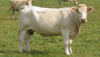 Non à l'abattage des animaux de boucherie sans étourdissement