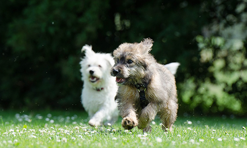 Pour avoir la garde des deux chiens que j'ai adopté en famille d'accueil