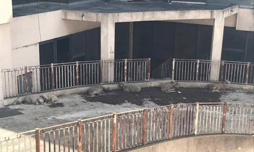 Non aux moutons et chèvres vivants sur zone industrielle bétonnée à Cannes la Bocca