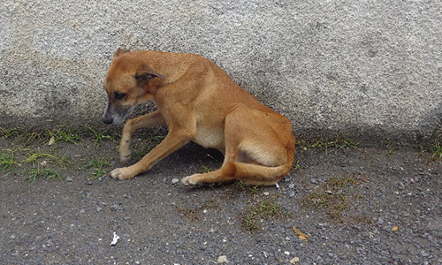 SOS urgence : chiens en danger !