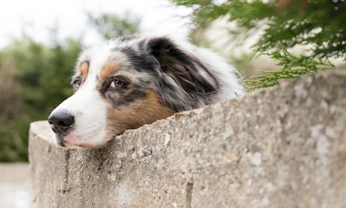 Abandon des animaux domestiques – Recensons les lâches !