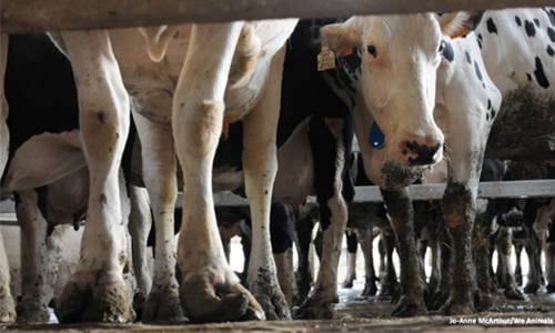 Non à l'usine des 4000 vaches en Saône et Loire