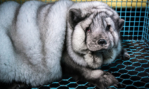 Non au gavage à morts des renards pour des ''fourrures'' parfaites vendues à Gucci, Michael Kors et Louis Vuitton