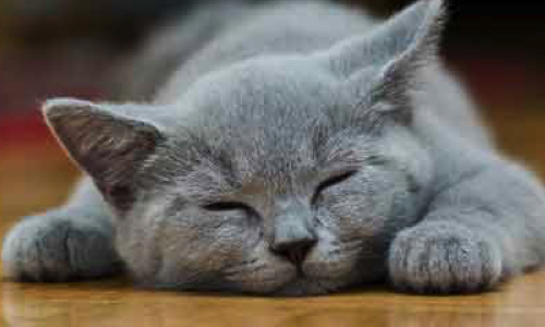 Urgence : Sauvons ces animaux