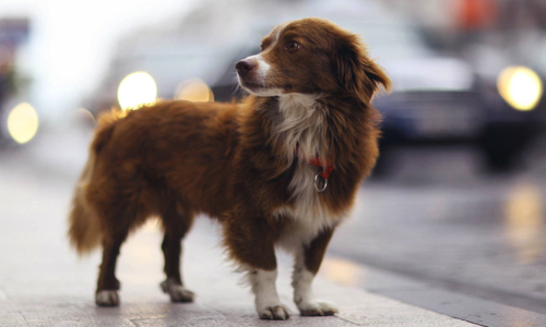 Nous demandons le retour de la fourrière animale en Vaucluse et toute amélioration en faveur des animaux de compagnie.
