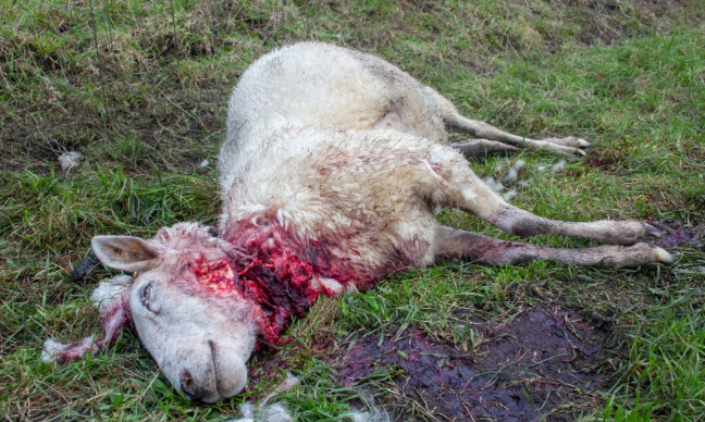 Contre l'égorgement de mouton !