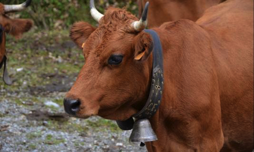 Vive les cloches des vaches !